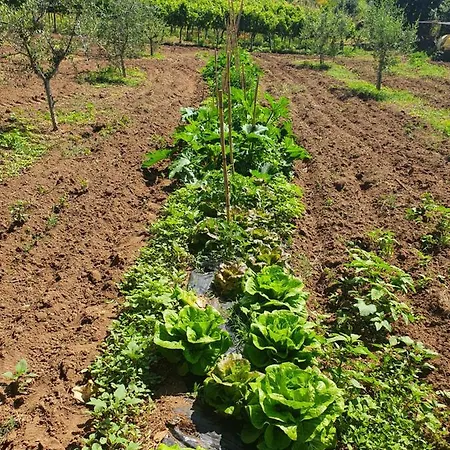 Farm stay Azienda Agricola Sinisi *
