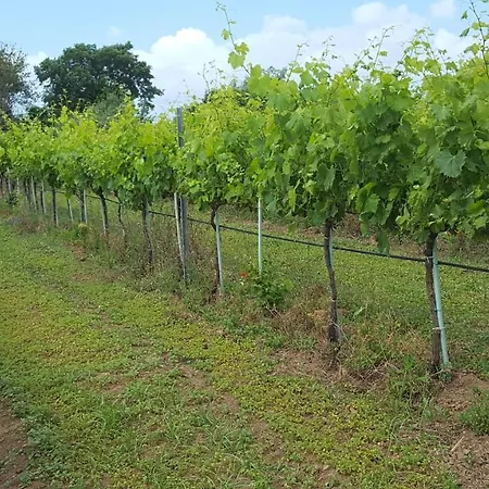 Azienda Agricola Sinisi Farm stay Cerveteri