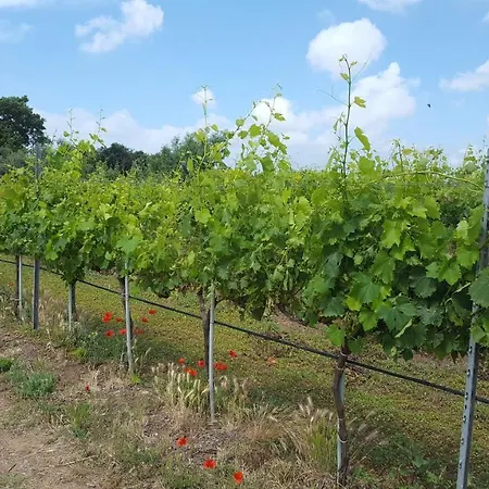 Azienda Agricola Sinisi Farm stay