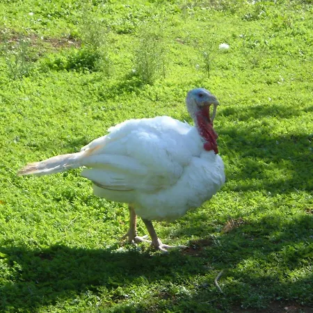 Azienda Agricola Sinisi * Cerveteri