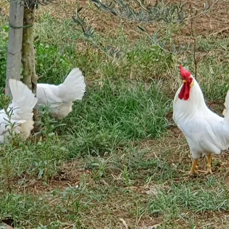 Farm stay Azienda Agricola Sinisi *
