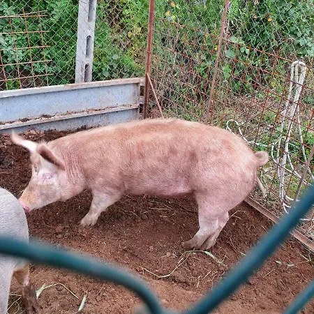 Azienda Agricola Sinisi Farm stay Cerveteri